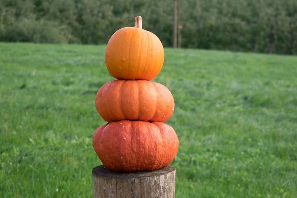 easy halloween decoration