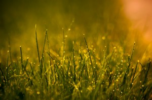lawn after rainfall
