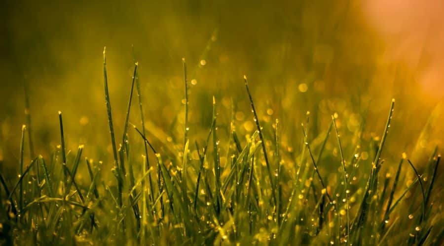 lawn after rainfall