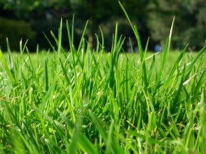 healthy green lawn