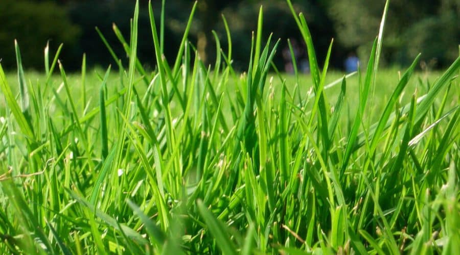 healthy green lawn