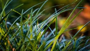 rich blue green sod