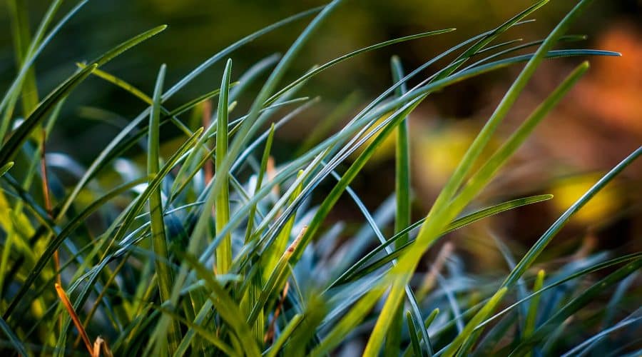 rich blue green sod