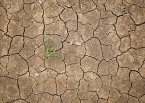 grass shoot in dessert