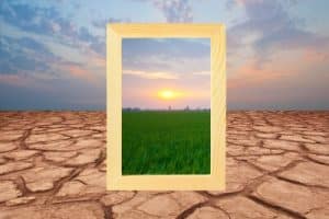 dry ground vs healthy grass