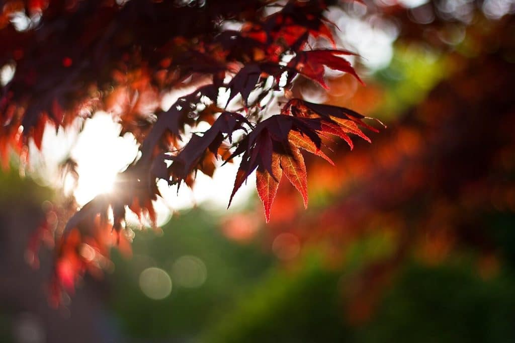Fall is around the corner, get your yard ready for spring now!