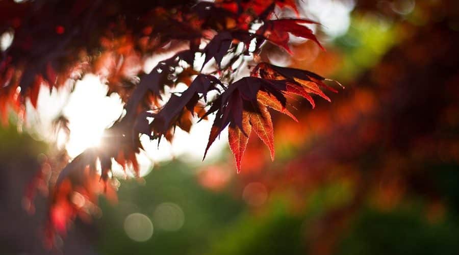 get a better lawn this fall