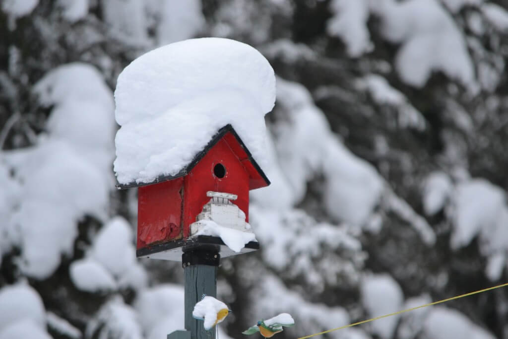 winter lawn care