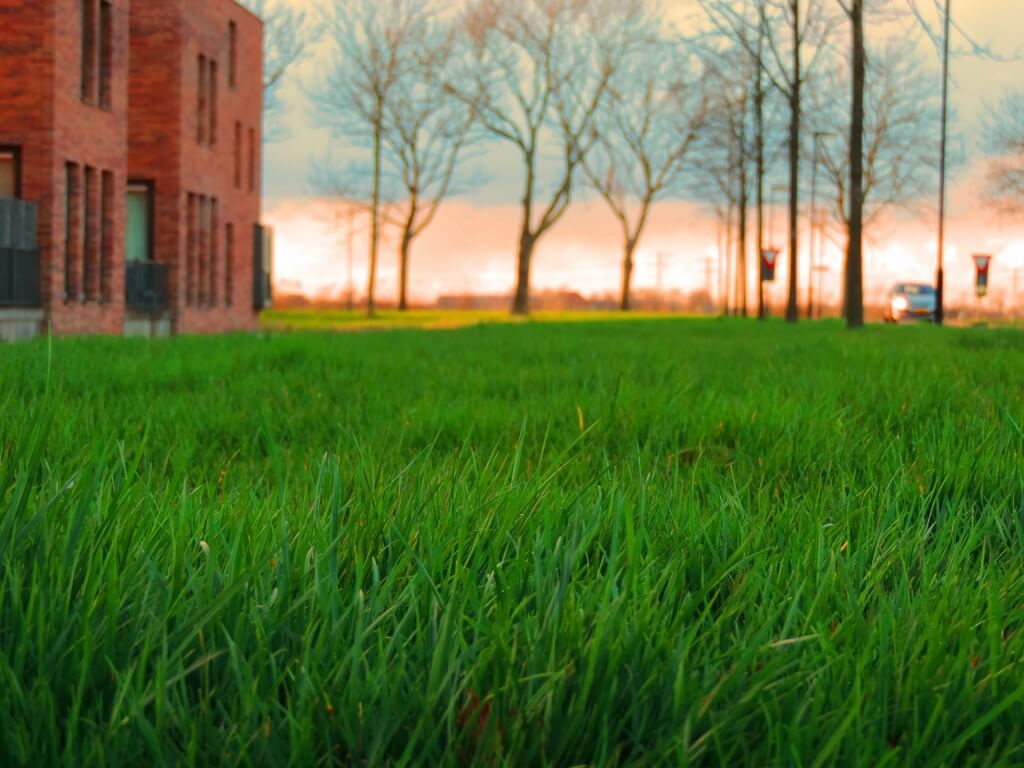 sod installation benefits