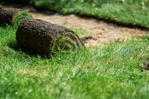 Sod being installed in a yard