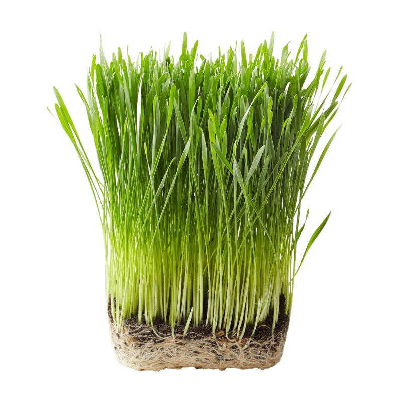 close up photo of grass roots and sprout